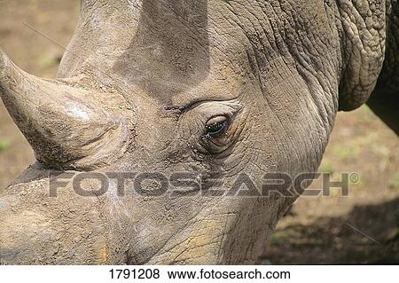 Stock Photo - Close up rhinoceros head. Fotosearch
