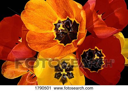 Stock Image - Close-up tulips. Fotosearch