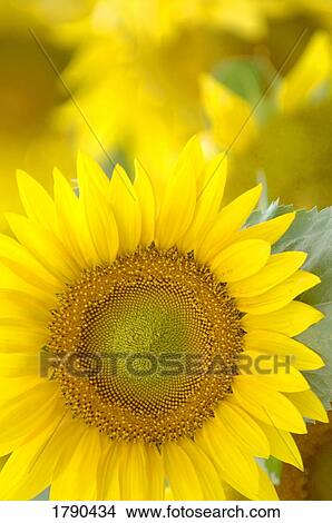 Closeup of a sunflower View Large Photo Image Picture - Closeup of a sunflower. Fotosearch