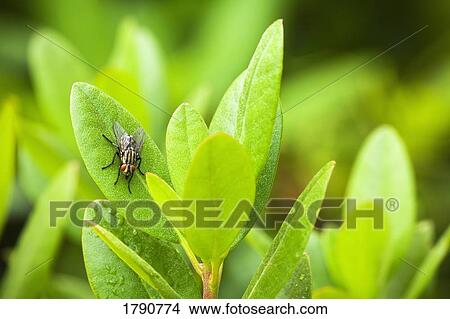 Closeup of fly on leaf View Large Photo Image Picture - Closeup of fly on leaf. Fotosearch