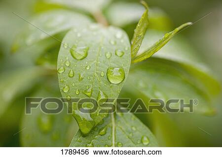 Stock Photograph - Closeup of water droplets on leaves. Fotosearch
