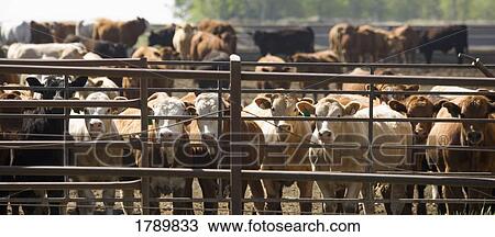 Confined herd of cattle View Large Photo Image Stock Image - Confined herd of cattle. Fotosearch