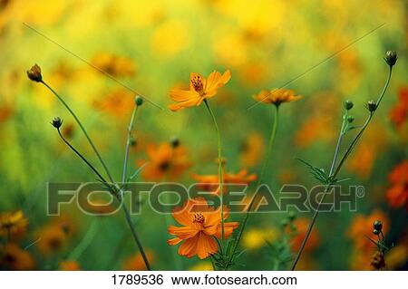 Coreopsis flowers in bloom View Large Photo Image Stock Photograph - Coreopsis flowers in bloom. Fotosearch