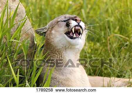 Stock Photo - Cougar snarling. Fotosearch