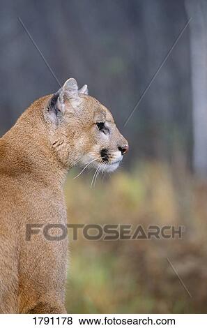Cougar View Large Photo Image Stock Photo - Cougar. Fotosearch