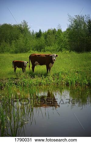 Stock Image - Cow and calf near watering hole. Fotosearch