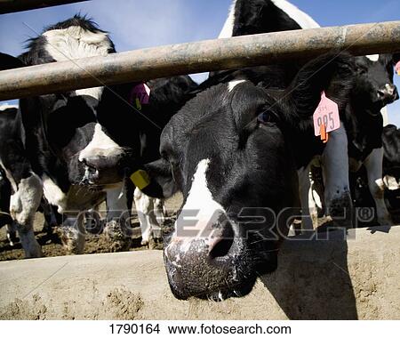 Picture - Cow at feeding trough. Fotosearch
