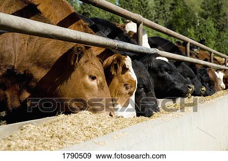Stock Photo - Cows eating. Fotosearch