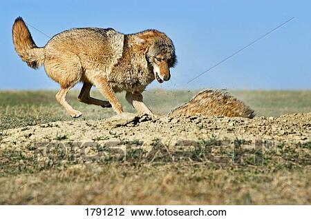 Coyote attacking badger View Large Photo Image Stock Image - Coyote attacking badger. Fotosearch