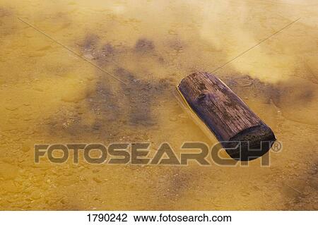 Cut log floating in water View Large Photo Image Stock Image - Cut log floating in water. Fotosearch