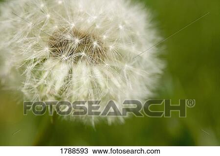 Dandelion View Large Photo Image Stock Image - Dandelion. Fotosearch