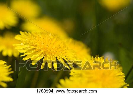Picture - Dandelions. Fotosearch