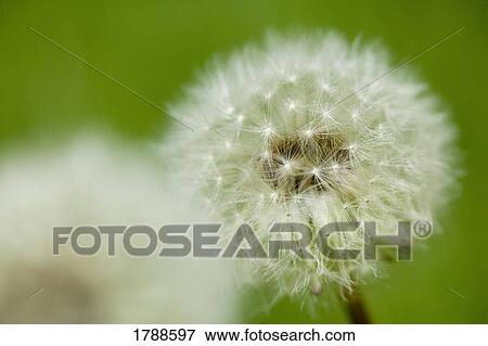 Dandelions View Large Photo Image Stock Photo - Dandelions. Fotosearch