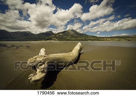 Dead wood on beach View Large Photo Image Stock Photograph - Dead wood on beach. Fotosearch