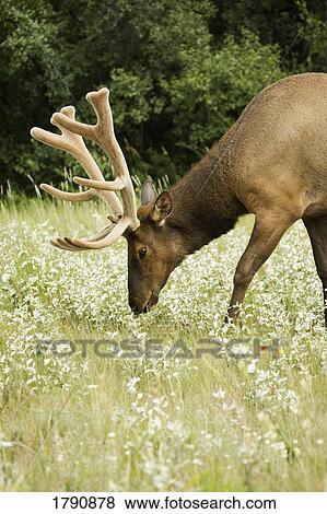 Deer in field View Large Photo Image Stock Photo - Deer in field. Fotosearch