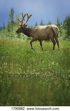Deer in meadow View Large Photo Image Stock Image - Deer in meadow. Fotosearch