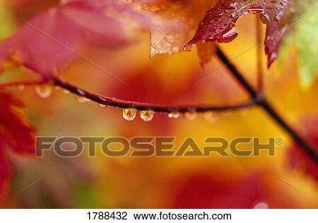 Dew drops on autumn leaves View Large Photo Image Stock Image - Dew drops on autumn leaves. Fotosearch