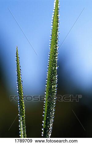 Stock Photo - Dew drops on blades of grass. Fotosearch