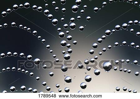 Dew Drops on Spider Web View Large Photo Image Stock Photo - Dew Drops on Spider Web. Fotosearch