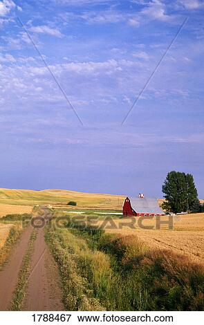 Dirt road through wheat field View Large Photo Image Stock Photo - Dirt road through wheat field. Fotosearch