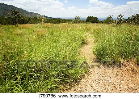 Dirt trail through tall grass and cacti View Large Photo Image Stock Photograph - Dirt trail through tall grass and cacti. Fotosearch