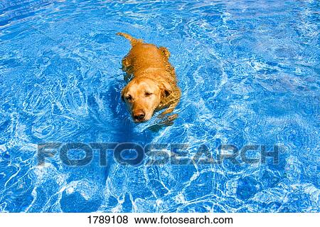 Stock Photo - Dog Swimming. Fotosearch