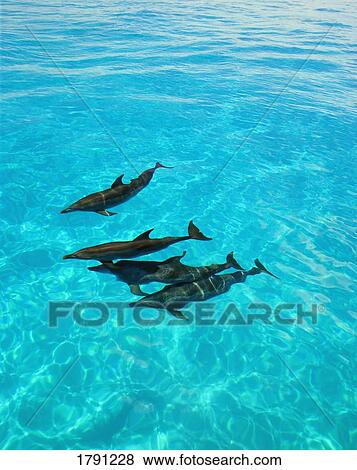 Stock Photo - Dolphins. Fotosearch