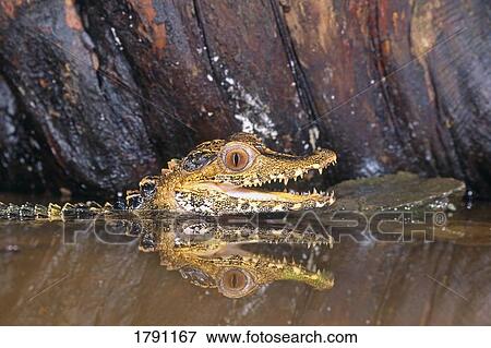 Stock Photo - Dwarf caiman. Fotosearch