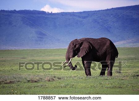 Stock Photo - Elephant in the Wild. Fotosearch