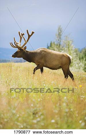 Elk strolling through a meadow View Large Photo Image Stock Photo - Elk strolling through a meadow. Fotosearch