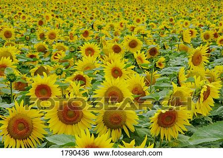 Field of sunflowers View Large Photo Image Stock Photograph - Field of sunflowers. Fotosearch