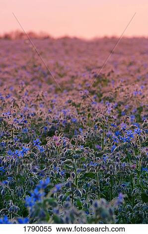 Flax seed field View Large Photo Image Stock Photography - Flax seed field. Fotosearch