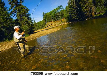 Fly fishing in Alberta View Large Photo Image Stock Photograph - Fly fishing in Alberta. Fotosearch
