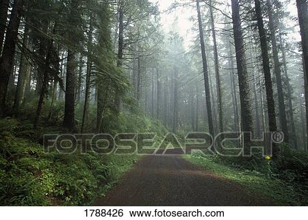 Stock Photograph - Forest trail in Oregon. Fotosearch