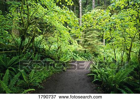 Forest trail View Large Photo Image Stock Photo - Forest trail. Fotosearch