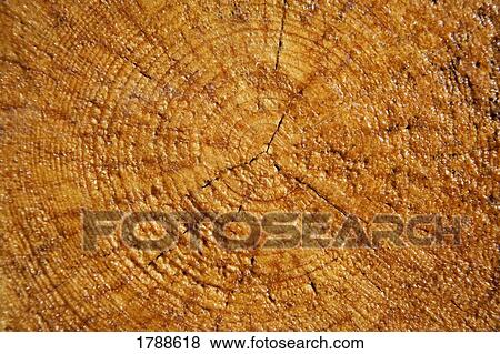 Fresh cut tree stump View Large Photo Image Stock Photo - Fresh cut tree stump. Fotosearch