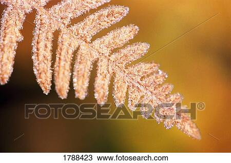 Stock Image - Frost on a fern leaf. Fotosearch