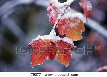Frost on autumn leaves View Large Photo Image Stock Image - Frost on autumn leaves. Fotosearch