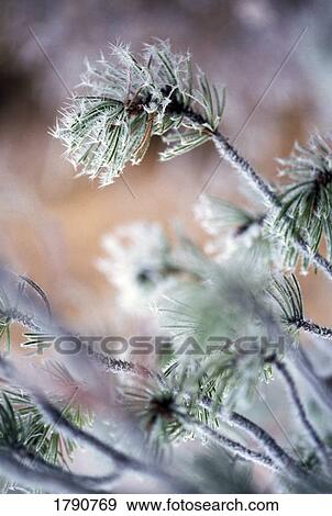 Frost on pine tree branches View Large Photo Image Stock Photo - Frost on pine tree branches. Fotosearch