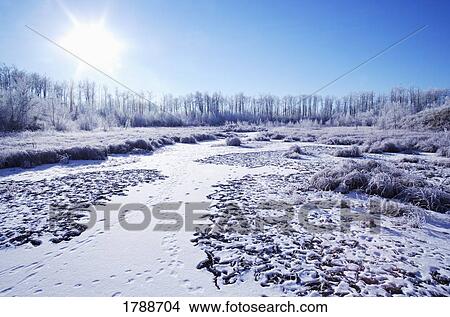 Picture - Frosty cold landscape. Fotosearch