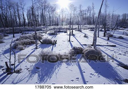 Frosty winter scene View Large Photo Image Stock Photography - Frosty winter scene. Fotosearch