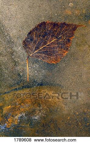 Stock Photo - Frozen leaf. Fotosearch