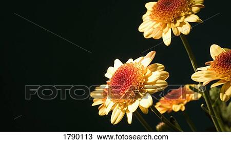 Stock Image - Gerber flowers against black background. Fotosearch