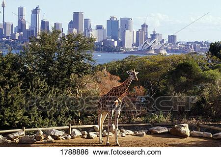 Stock Photograph - Giraffe in Zoo. Fotosearch