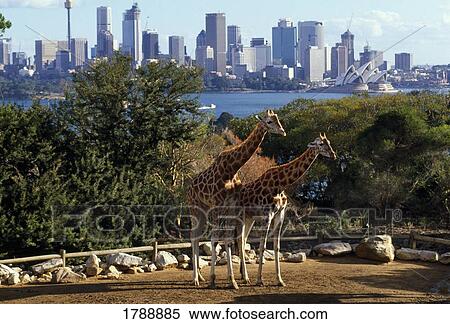 Stock Photography - Giraffes at the Taronga Zoo. Fotosearch