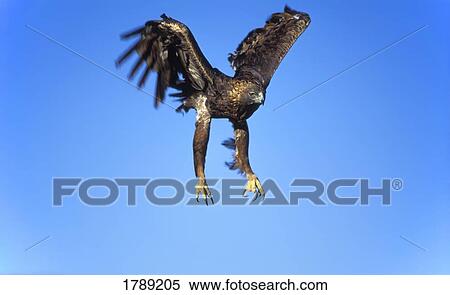 Stock Photography - Golden eagle in flight. Fotosearch
