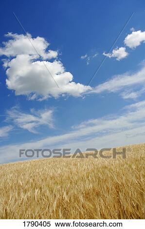 Stock Photography - Golden wheat blowing on the prairie. Fotosearch
