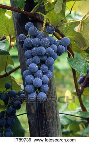 Stock Photograph - Grapes on a vine. Fotosearch