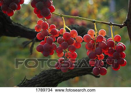Picture - Grapes ripening on the vine. Fotosearch