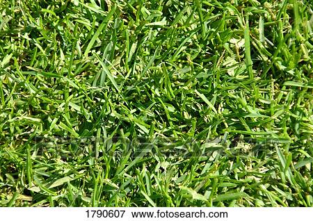Stock Photo - Grass. Fotosearch